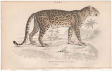  Plate 8  Felis Leopardus  The Leopard
